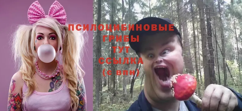 Галлюциногенные грибы Psilocybine cubensis  Ак-Довурак 